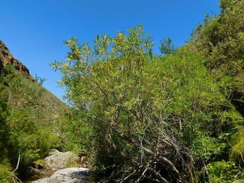 Callistemon lanceolatus