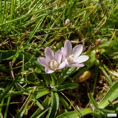 Lysimachia tenella