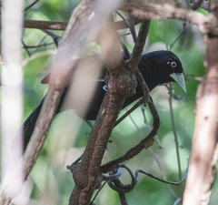 Amblycercus holosericeus