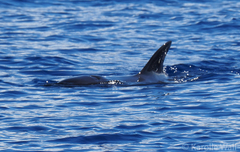 Globicephala macrorhynchus