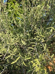 Boscia foetida