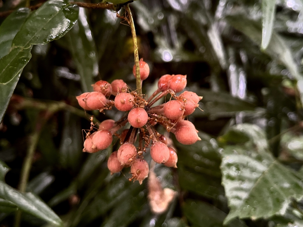 Friesodielsia bakeri