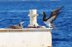 Globicephala macrorhynchus