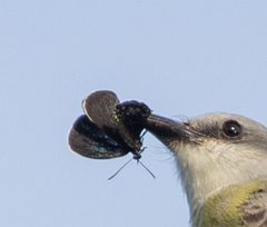 Eumaeus toxea