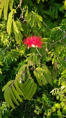 Calliandra