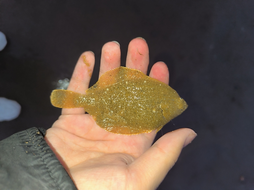 Stone flounder (Kareius bicoloratus) — Pleuronectidae