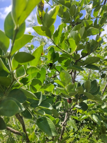 Bush Plum