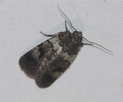 Thoracolopha flexirena