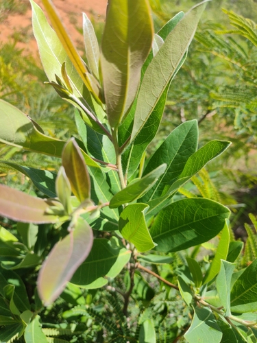 silver terminalia