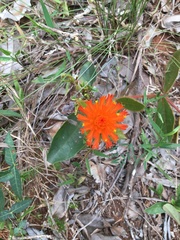 Gomphrena arborescens