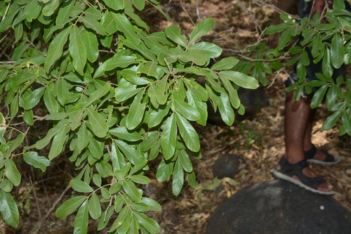 Image of Sapindus emarginatus by no rights reserved