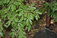 Sapindus emarginatus