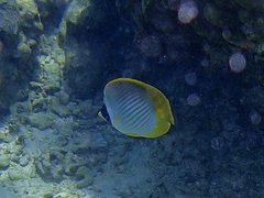 Chaetodon adiergastos