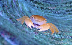 Globicephala macrorhynchus