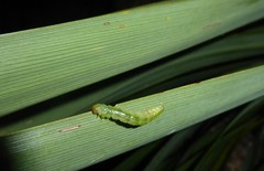 Epiphryne verriculata