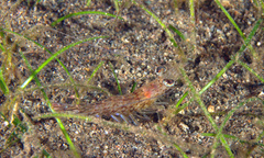 Heteropenaeus longimanus