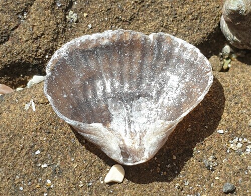 Notosaria nigricans observed 2026-01-04