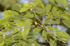 Sapindus emarginatus