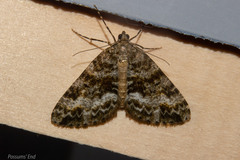 Pseudocoremia lactiflua