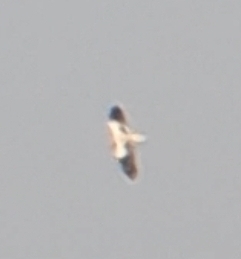 Egyptian Vulture