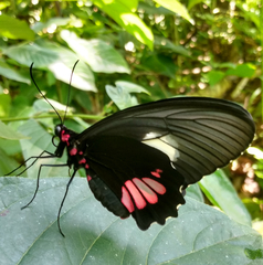 Parides vertumnus