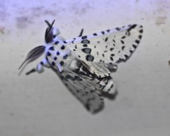 Kamalia australis