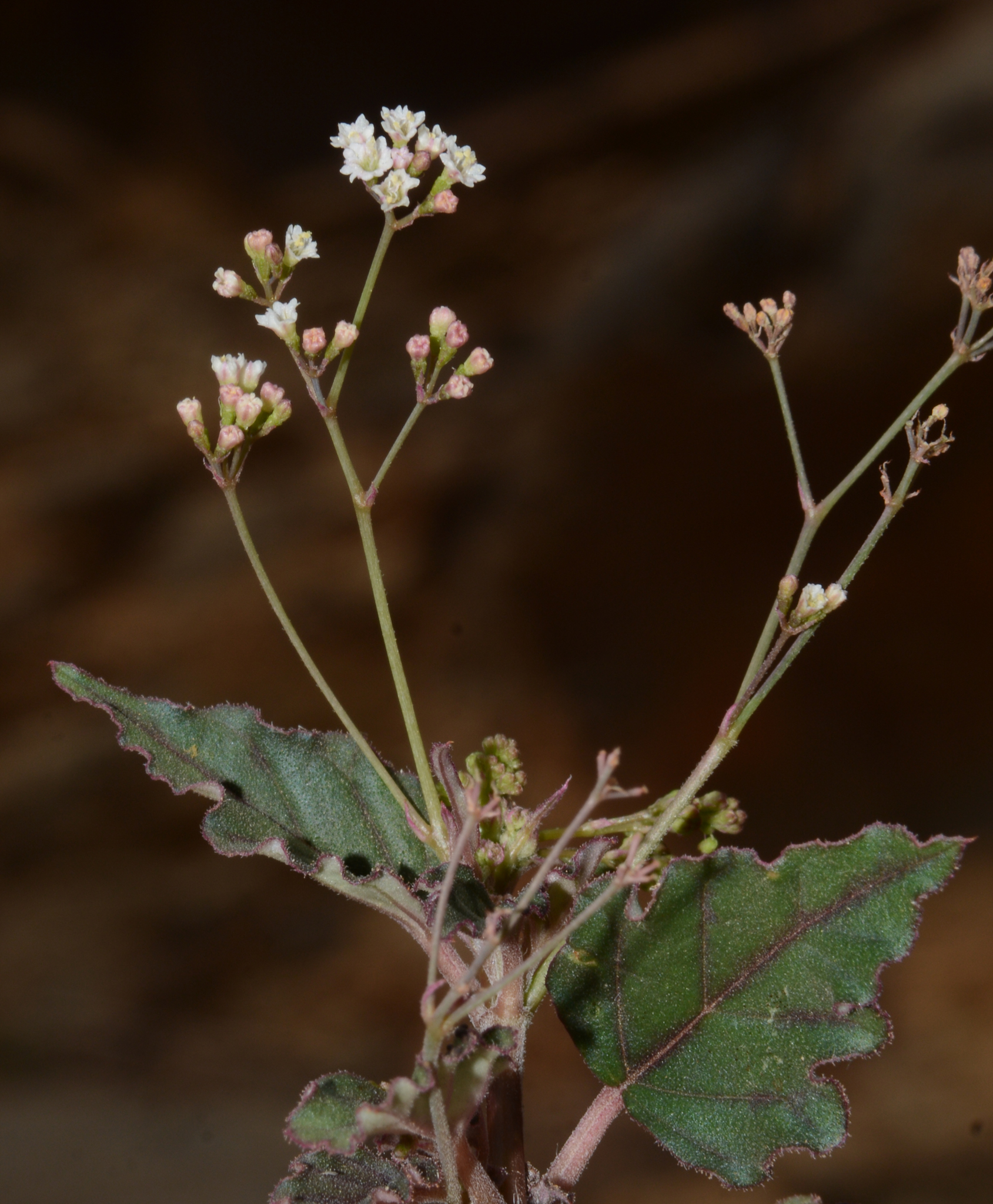 Boerhavia erecta