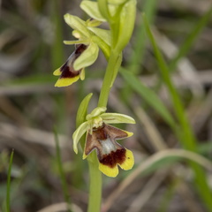 Ophrys insectifera aymoninii