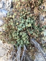 Phacelia perityloides