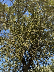 Viscum combreticola