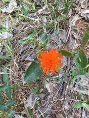 Gomphrena arborescens
