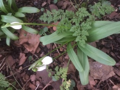 Galanthus woronowii