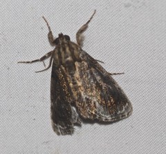 Zalissa catocalina