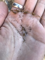 Phacelia perityloides