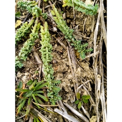 Pimelea oreophila