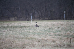 Branta canadensis