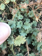 Phacelia perityloides