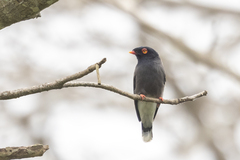 Gabela Helmetshrike photo 2
