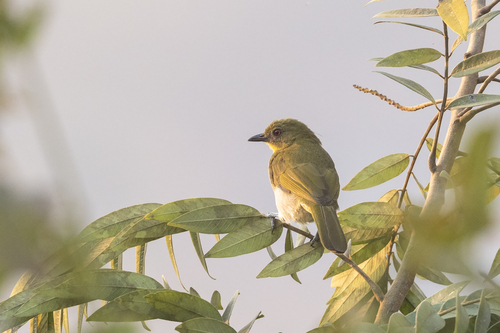 iNaturalist image