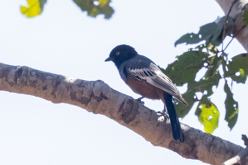 iNaturalist image