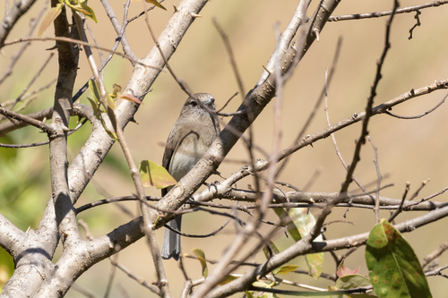 iNaturalist image