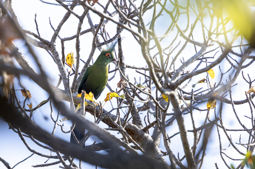 Schalow's Turaco