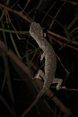 Eastern Spiny-tailed Gecko