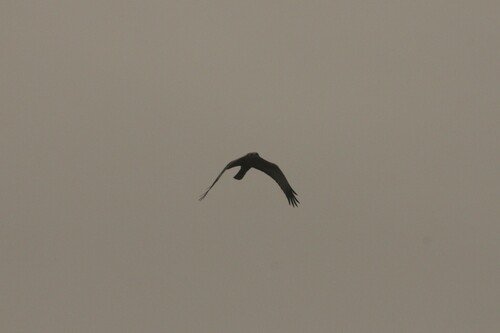 Avistamiento Aguilucho lagunero occidental