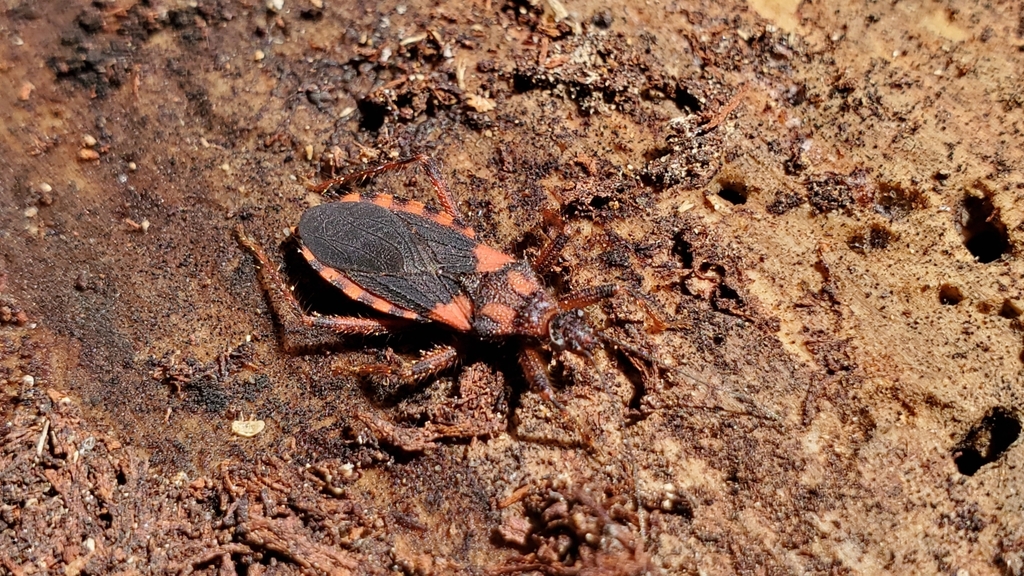 Homalocoris erythrogaster