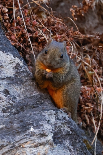 Orange-bellied Himalayan Squirrel