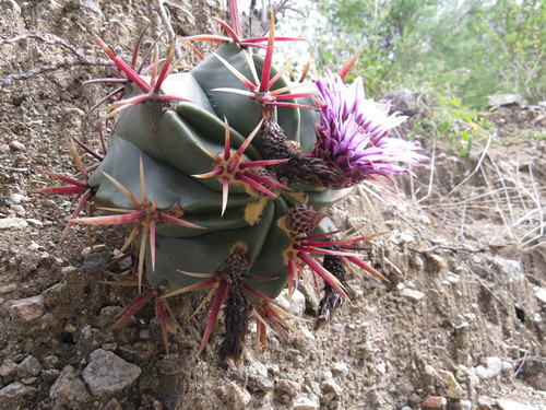 Ferocactus recurvus