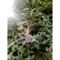 Teucrium fruticans
