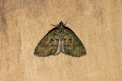 Austrocidaria callichlora