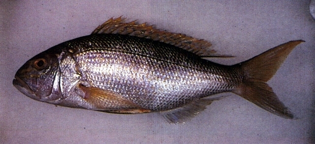 Goldbanded Jobfish